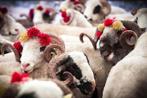 قربان بایرام (Kurban Bayramı - Feast of Sacrifice)