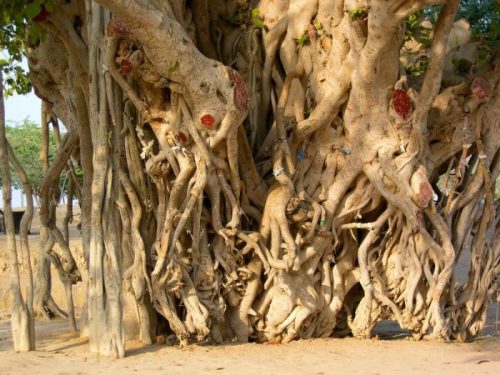 درخت سبز (درخت لور) یکی از جاهای دیدنی کیش با جلوه‌ای خاص و تاریخی