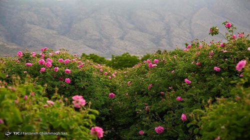 بهترین مکان‌ها برای تماشای گلاب گیری در کاشان