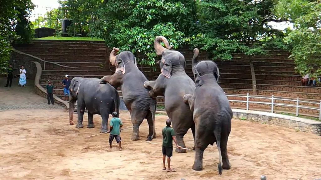 نمایش‌ های زنده در باغ وحش دهیوالا سریلانکا؛ سرگرمی و آموزش در کنار هم