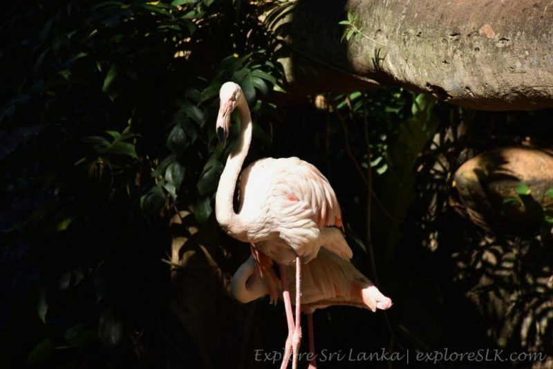 قیمت بلیط باغ وحش کلمبو و ساعت بازدید؛ برنامه‌ ریزی دقیق سفر