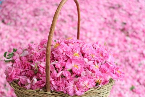 گلاب گیری کاشان + از بهترین زمان و مکان تا تشخیص گلاب اصل